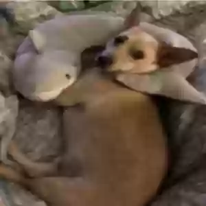/images/pets/original/2180705_actual_two.webp