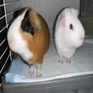 adoptable  in Dacula, GA named Gilbert & Billy