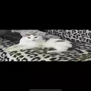 adoptable Cat in Joliet, IL named Gio