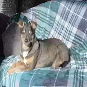 adoptable Dog in Eugene, OR named Winston