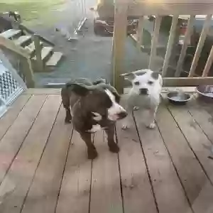 adoptable Dog in Hot Springs Village, AR named Duke/bella male and female