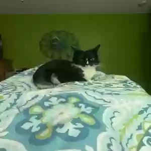 adoptable Cat in Warren, IN named Lucky Lou
