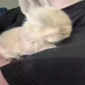 adoptable  in Binghamton, NY named Bun nana