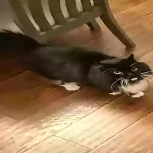 adoptable Cat in Gainesville, FL named Toulouse