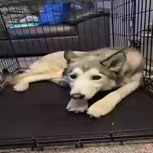 adoptable Dog in El Paso, TX named Azriel