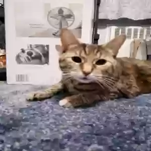 adoptable Cat in Flushing, NY named Pepper