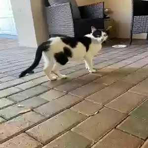adoptable Cat in Fort Lauderdale, FL named Molly