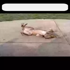 /images/pets/original/2180771_actual_two.webp