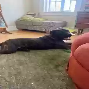 adoptable Dog in Tampa, FL named Brady