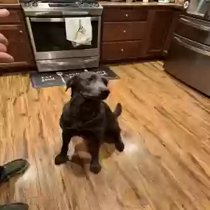 adoptable Dog in Belgrade, MT named Charlee