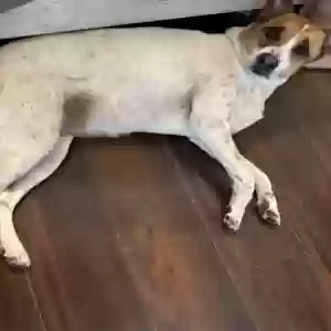 adoptable Dog in Peoria, AZ named Daisy