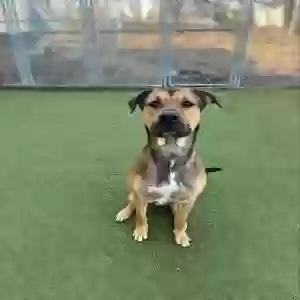adoptable Dog in Indianapolis, IN named dyckiki