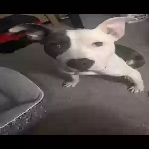 adoptable Dog in Greensboro, NC named Bentley