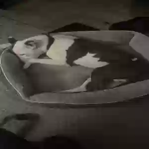 /images/pets/original/2180845_actual_three.webp