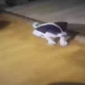 adoptable Dog in Balch Springs, TX named Black and White
