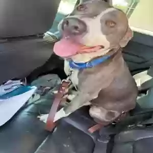 adoptable Dog in Orange City, FL named Bluey