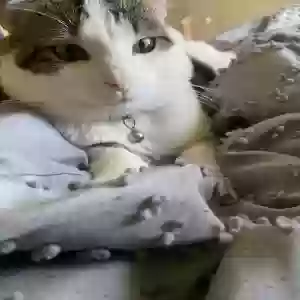 adoptable Cat in Dacula, GA named Siya