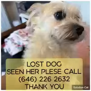 adoptable Dog in Jersey City, NJ named Rosie