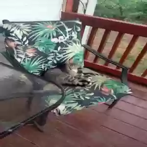 adoptable Cat in Hartselle, AL named Unsure
