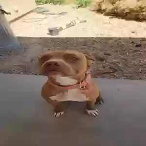adoptable Dog in Maricopa, AZ named Lilly