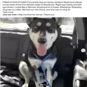 adoptable Dog in San Antonio, TX named found no tag or chip