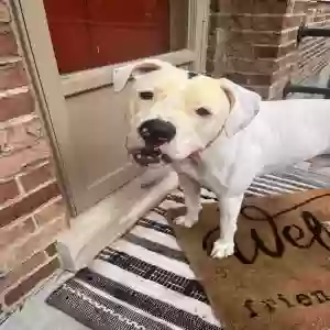 adoptable Dog in Cincinnati, OH named Ace