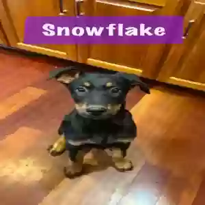 adoptable Dog in Apex, NC named Snowflake