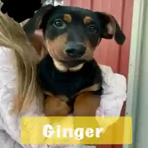 adoptable Dog in Apex, NC named Ginger