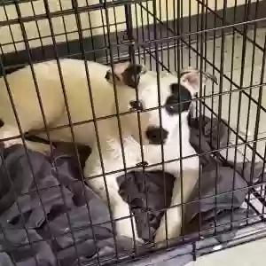 adoptable Dog in Jackson, TN named Precious