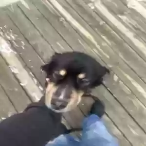 adoptable Dog in Marysville, OH named Unknown