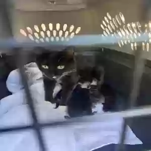 adoptable Cat in Fayette, AL named Unknown