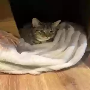 adoptable Cat in Middletown, MD named Lyger