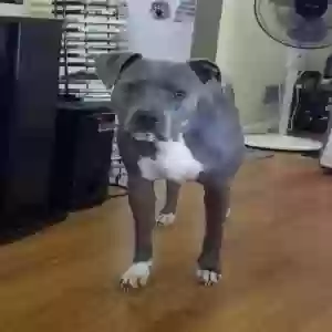 adoptable Dog in Cincinnati, OH named Krystal