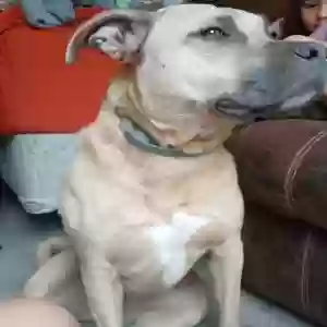 adoptable Dog in Paola, KS named Sheila