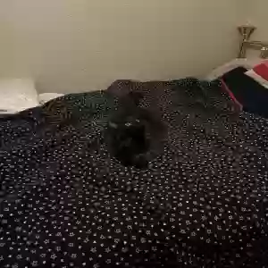 adoptable Cat in Denton, TX named Cleo