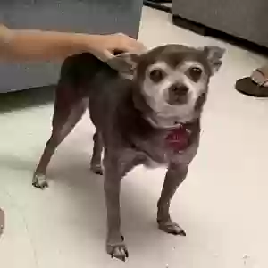 adoptable Dog in Houston, TX named Maya