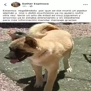 adoptable Dog in North Las Vegas, NV named Yoshi