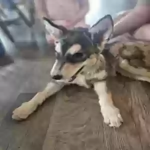 adoptable Dog in Cashton, WI named Rocky