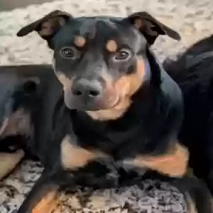 adoptable Dog in Mountain Home, AR named Bowser