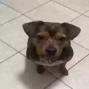 adoptable Dog in Kingsville, TX named Bailey