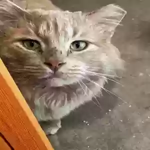 adoptable Cat in Elgin, IL named Jasper