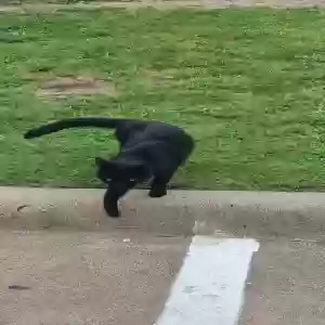 adoptable Cat in Dallas, TX named Unknown