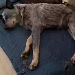 adoptable Dog in Concord, GA named Blue