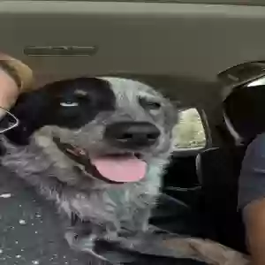 /images/pets/original/2180982_actual_two.webp