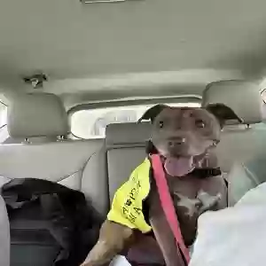 adoptable Dog in Lewisville, TX named Hazel