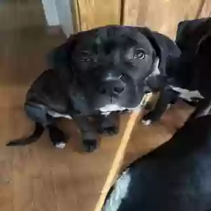 adoptable Dog in Chicago, IL named Bubble deuce
