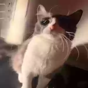 adoptable Cat in Chicago, IL named Apollo