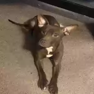 adoptable Dog in Westland, MI named Spazz
