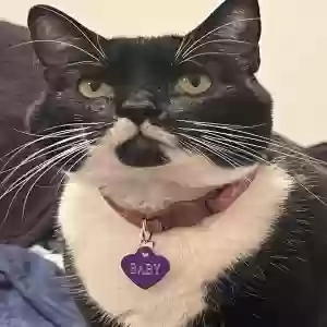 adoptable Cat in Aubrey, TX named Baby