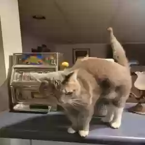 adoptable Cat in Trenton, OH named Precious